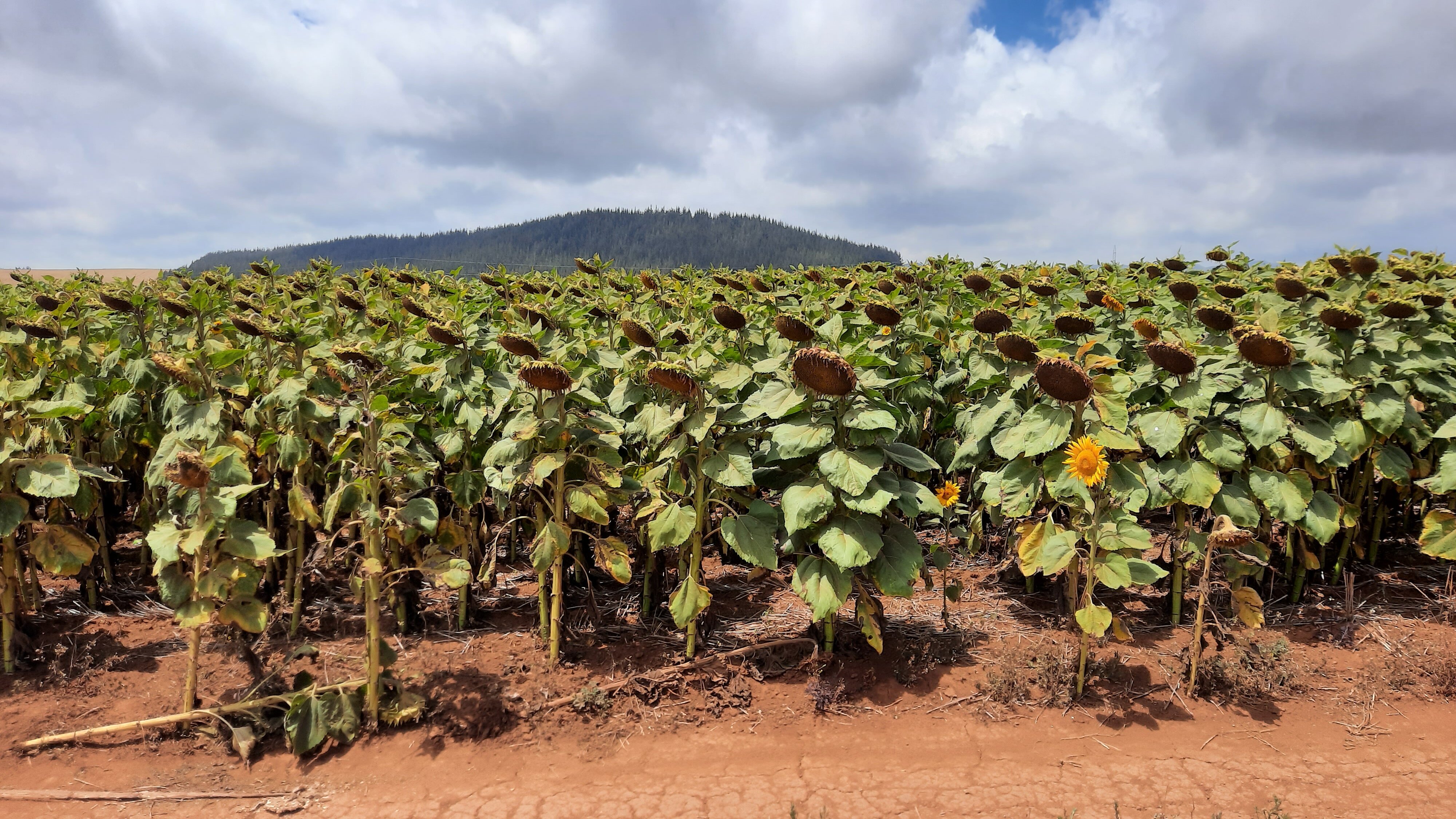Alba Hotel Meru-官方