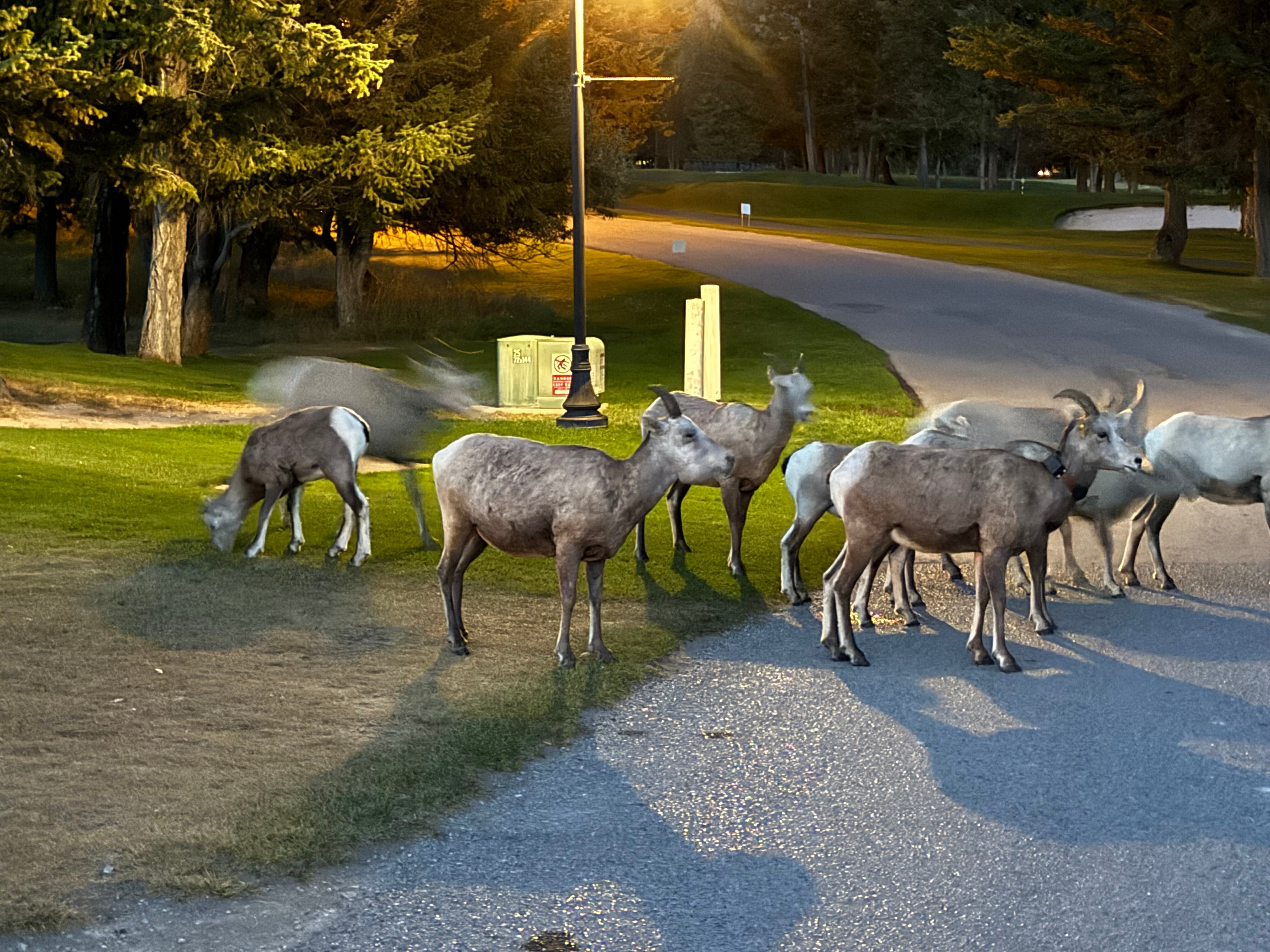 Bighorn Meadows Resort-官方