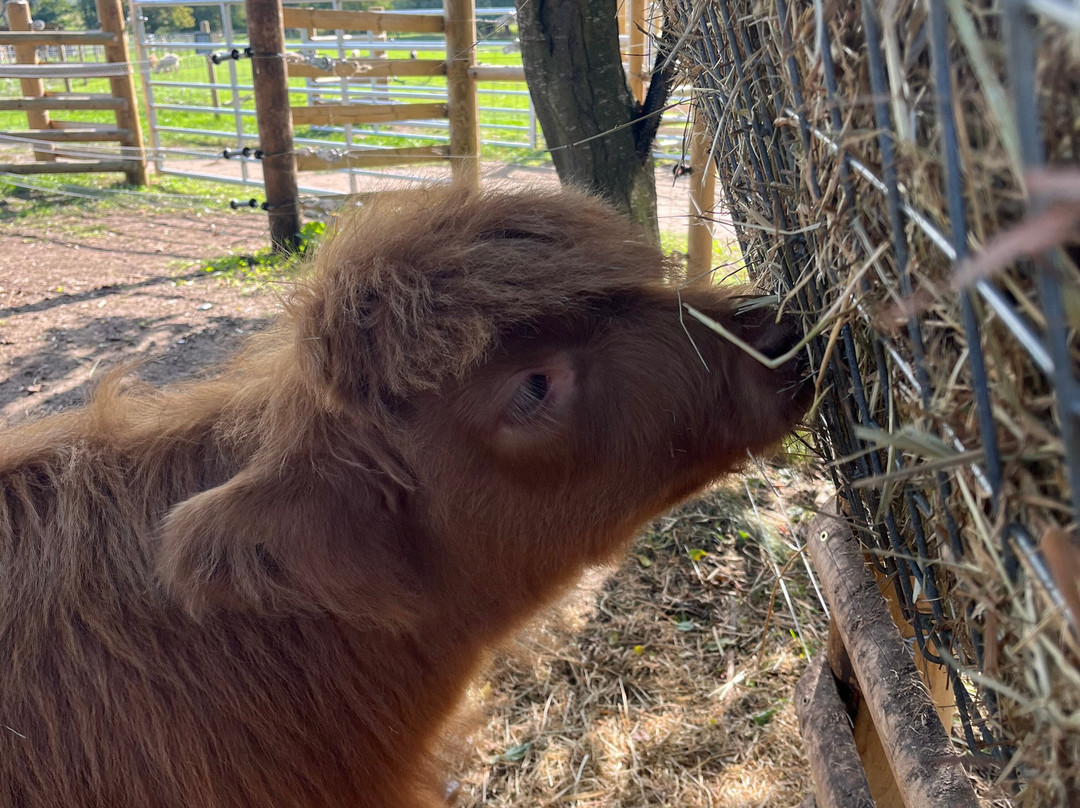 Baylham House Rare Breeds Farm-伊普斯威奇必去景点