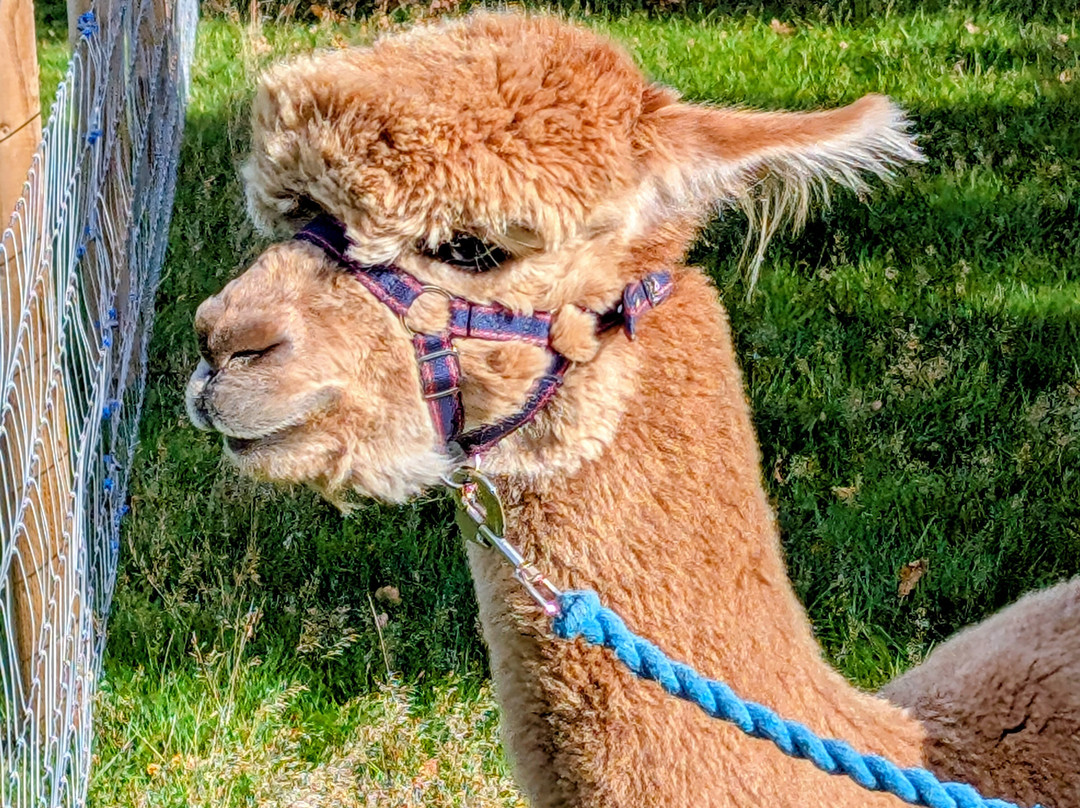 Ambling Alpacas-Meriden必去景点