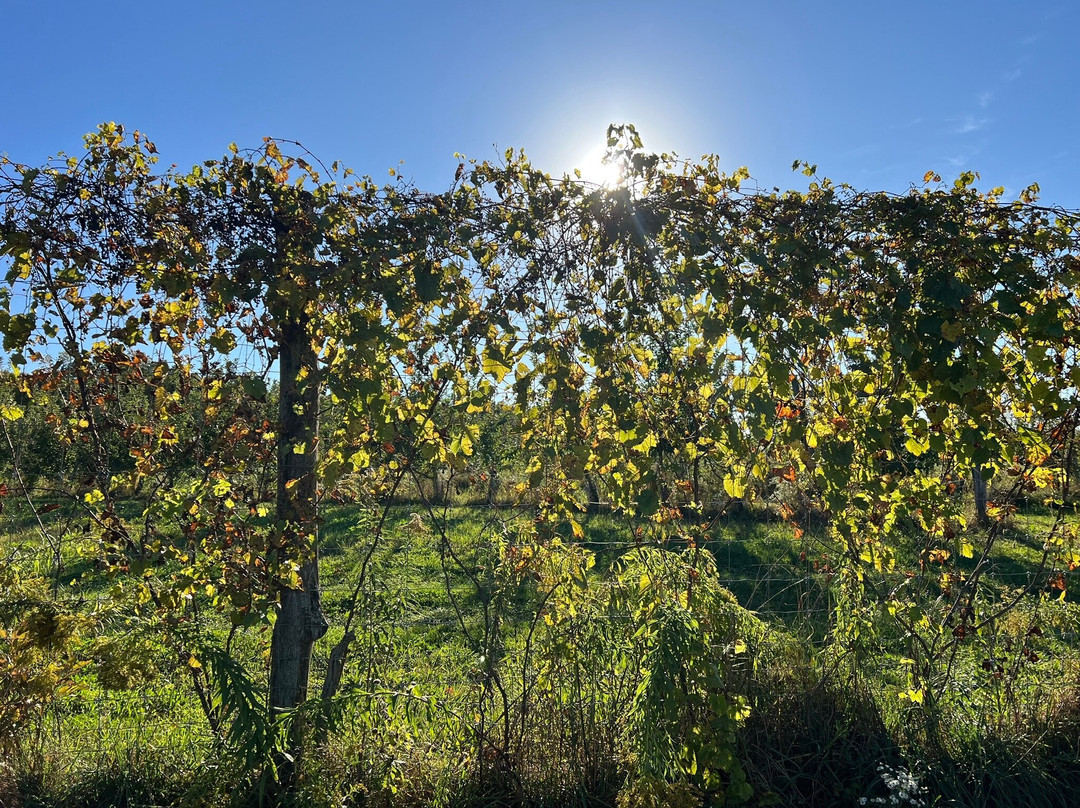 South Hill Cider-Danby必去景点