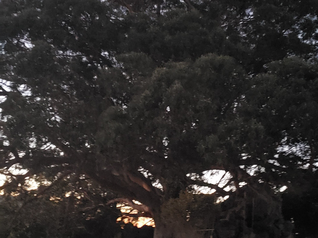 Hippie Tree-Tiburon必去景点