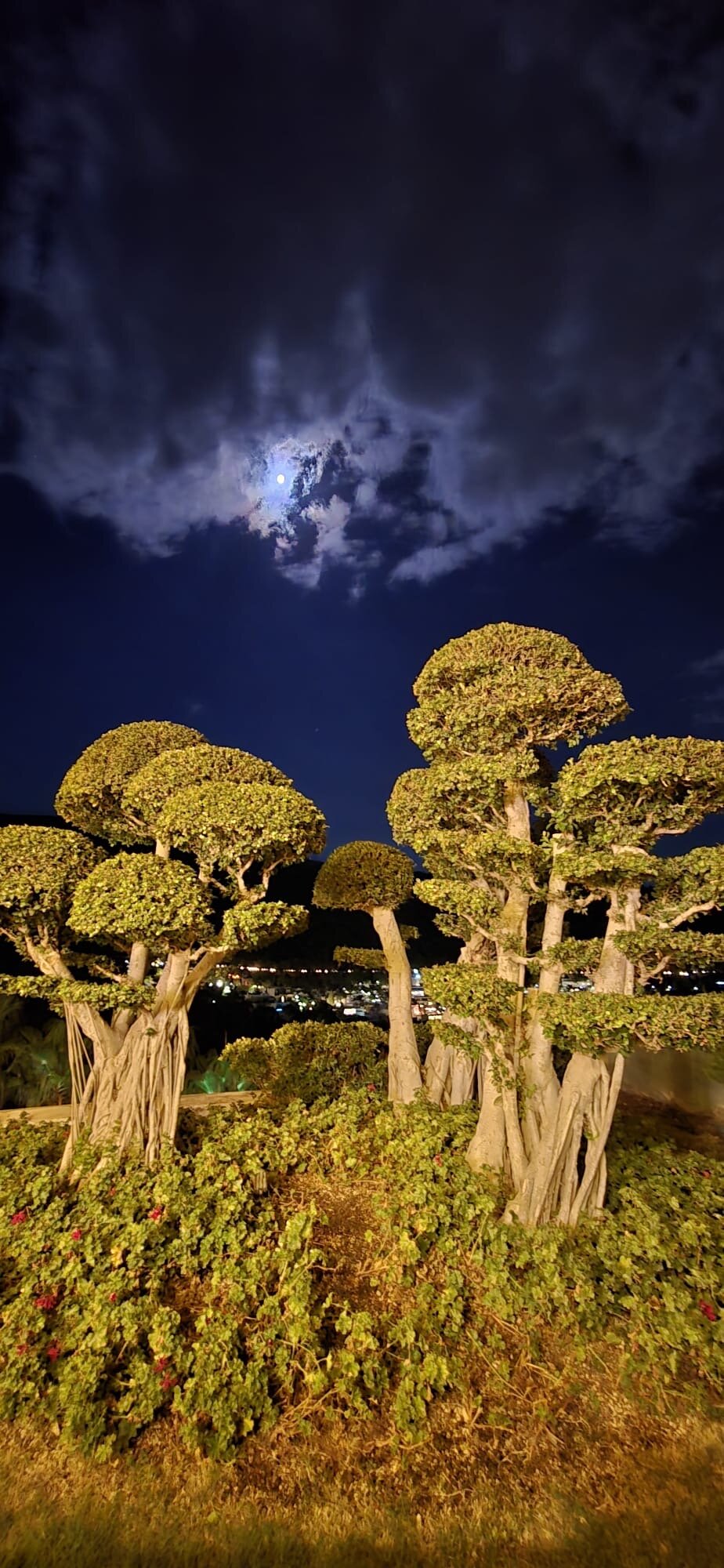 The Plaza Bodrum-官方