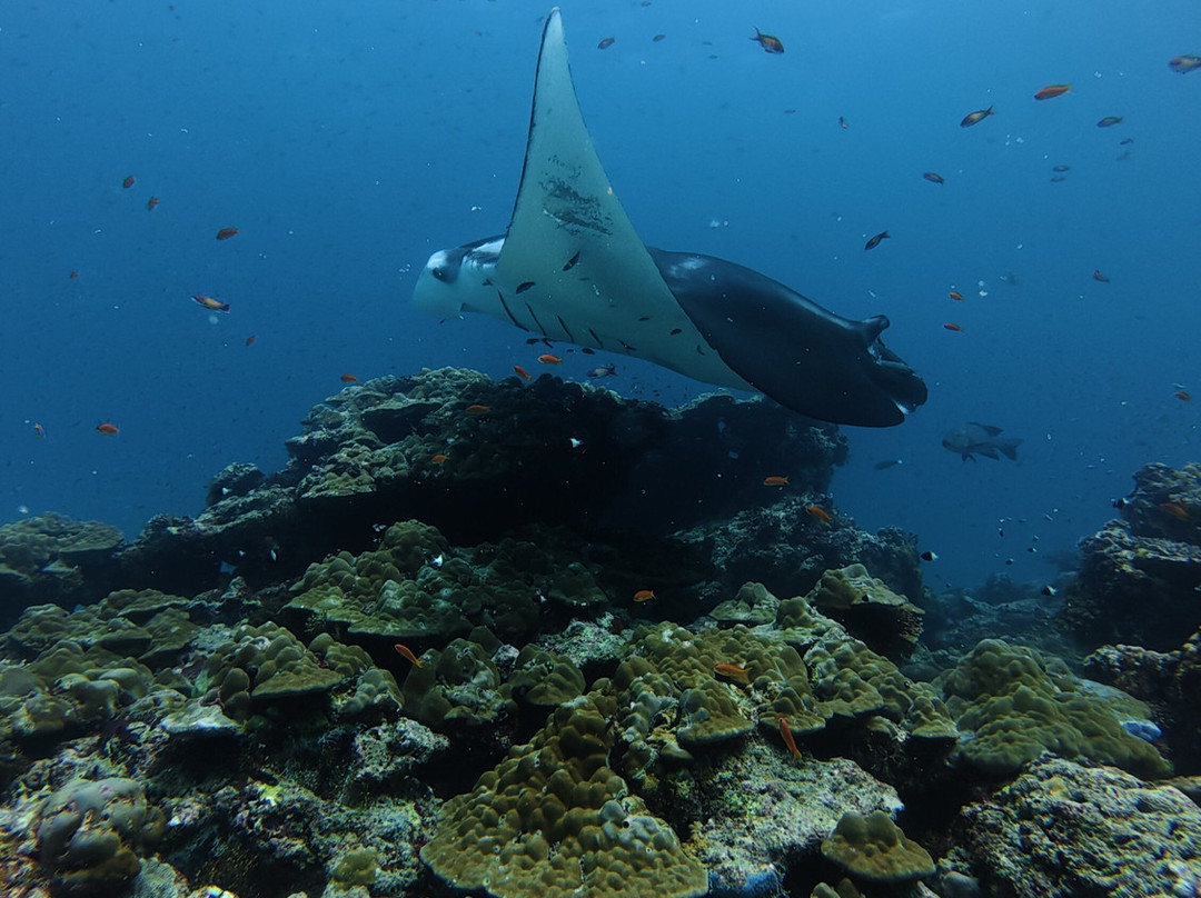 Dive Club Furaveri-Furaveri必去景点