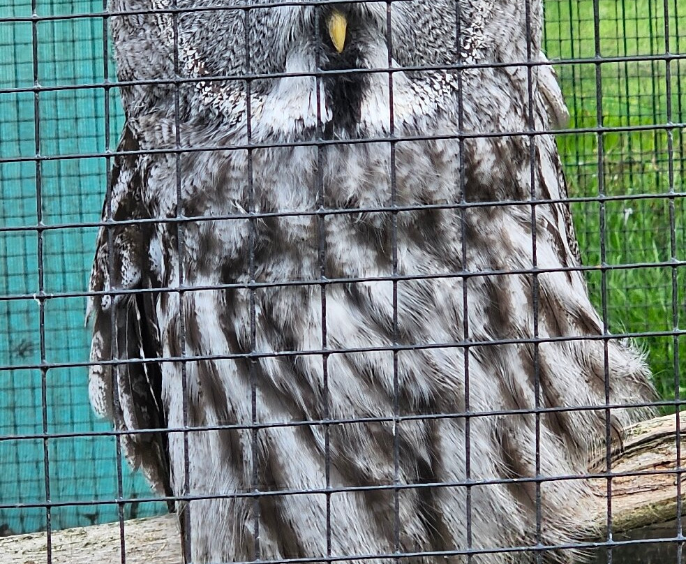 Wild Wings Birds of Prey Centre-沃灵顿必去景点