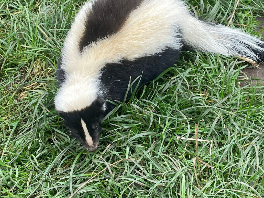 Holmes Chapel Zoo-Holmes Chapel必去景点