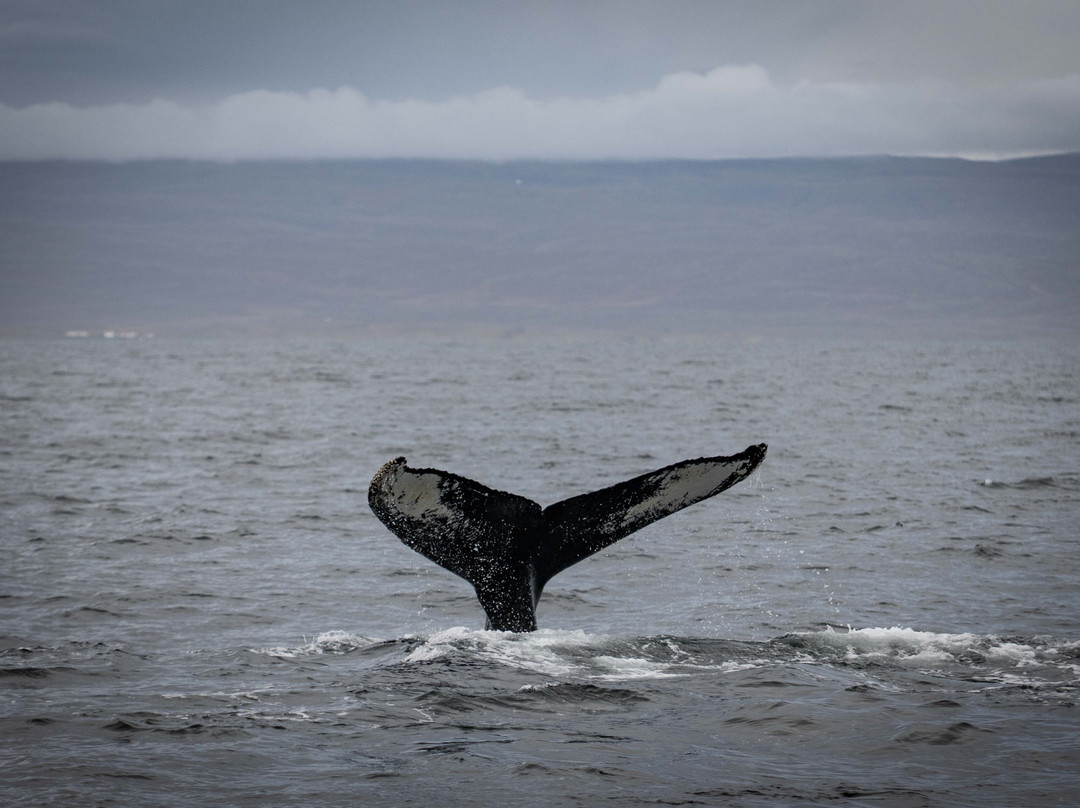 Laki Tours Whale Watching - Olafsvik-Olafsvik必去景点