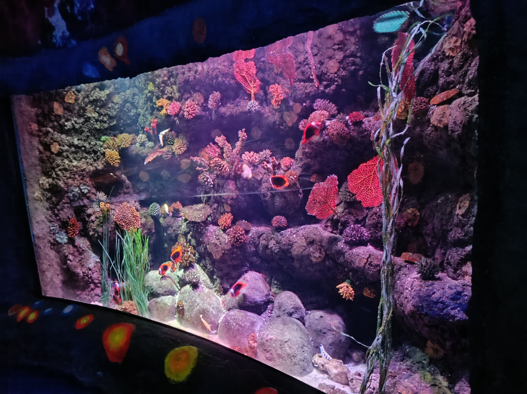 Gardaland SEA LIFE Aquarium-卡斯泰尔诺沃德尔加尔达必去景点