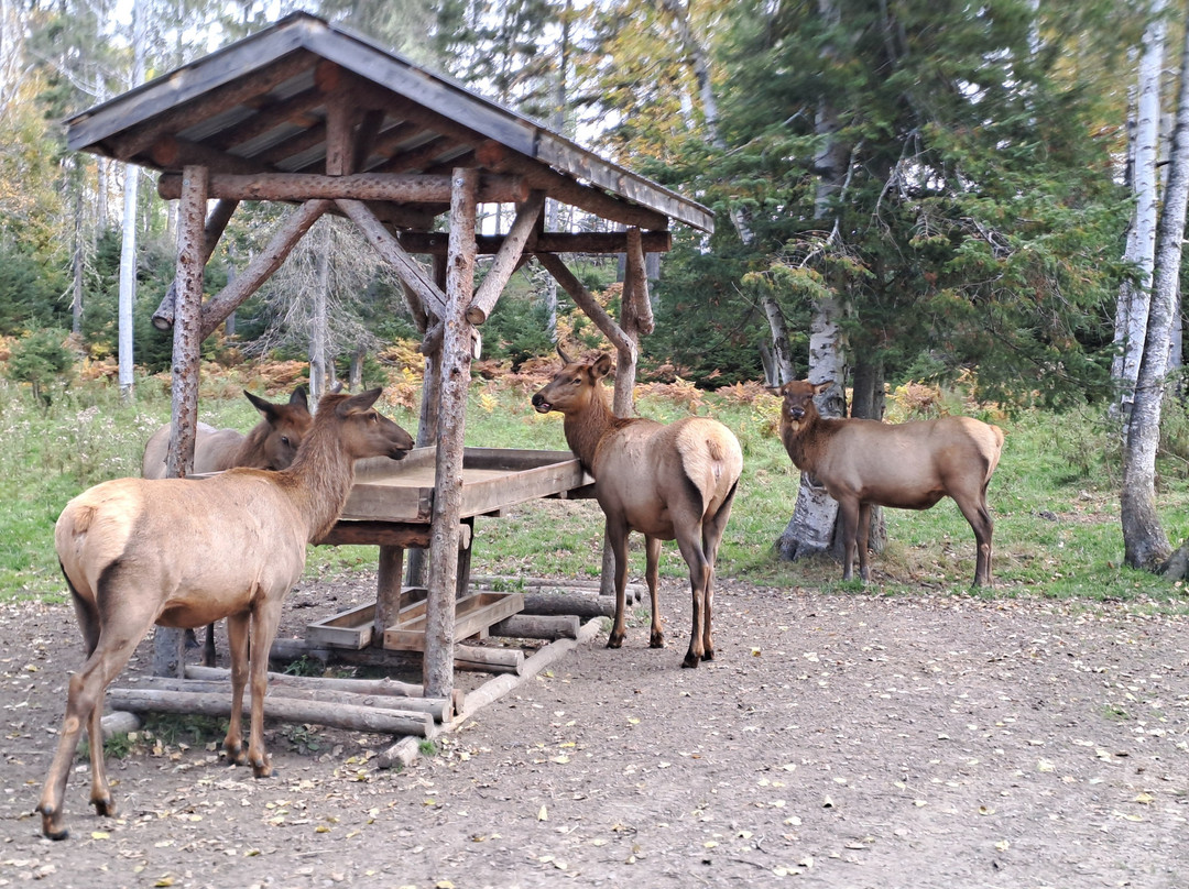 Zoo Sauvage of Saint-Felicien-Saint-Felicien必去景点