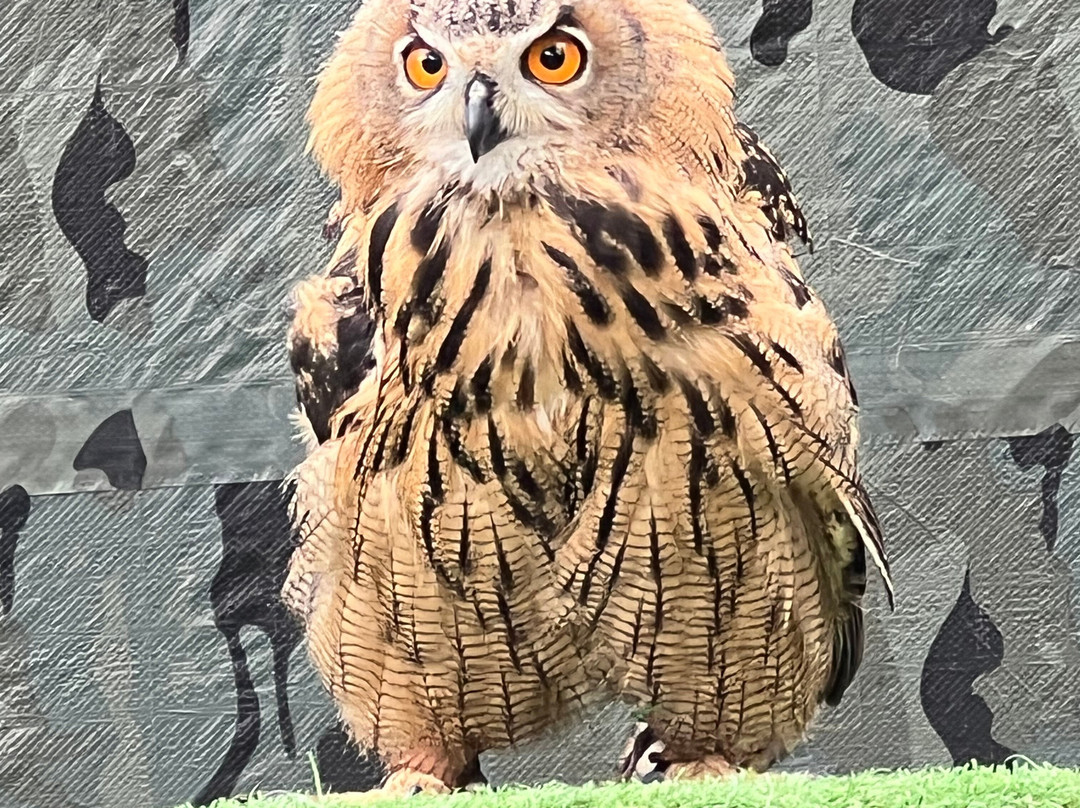 York Bird of Prey Centre-伊辛瓦必去景点