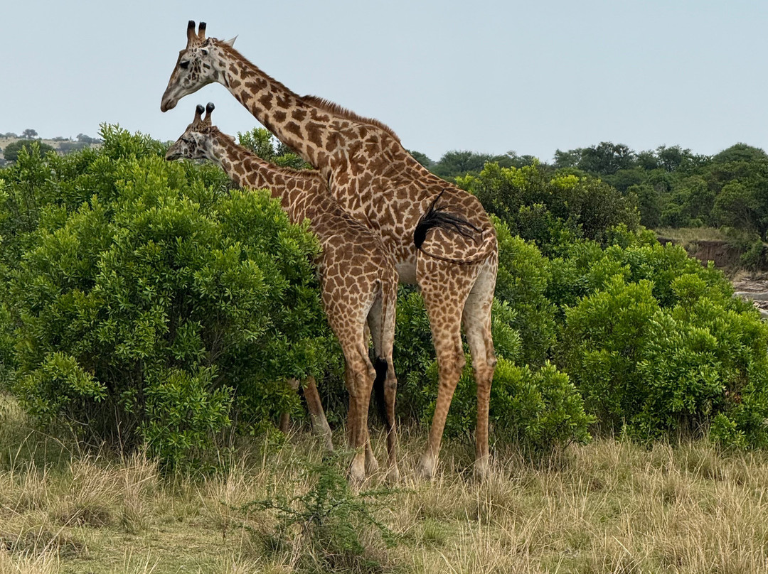 Thomson Safaris-塞伦盖蒂国家公园必去景点