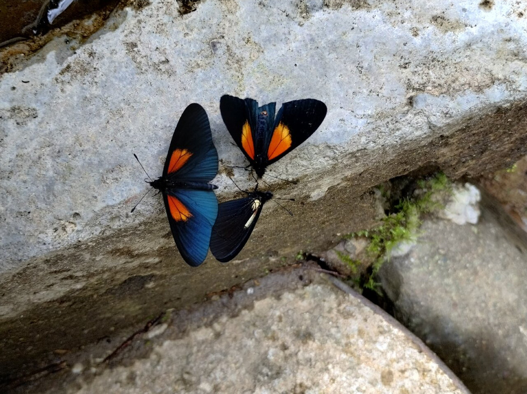 Rio Bravo Reserve-明多必去景点