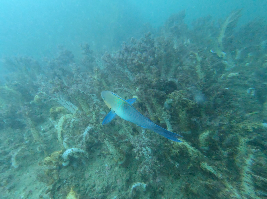 Aquanauts Diving Center-Al Aqah必去景点