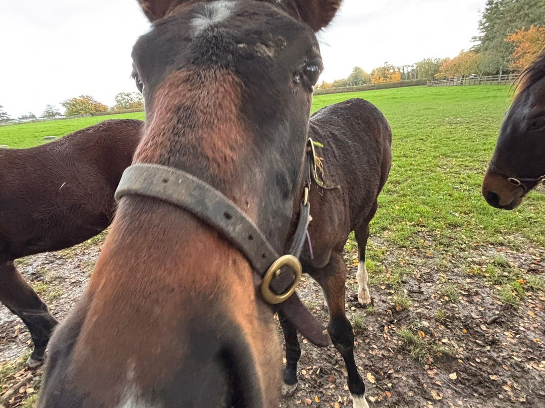 Elite Tours Ireland-利默里克必去景点