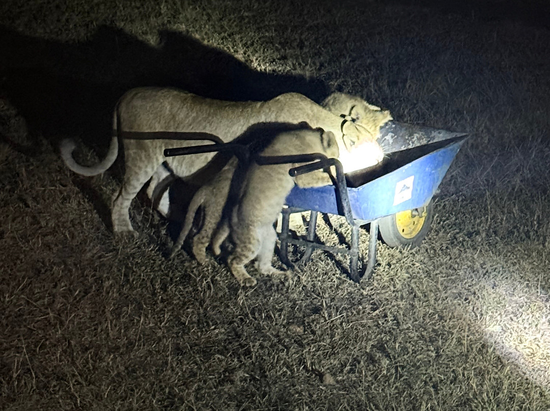 OSOTUA TENTED CAMPS-Ikoma必去景点