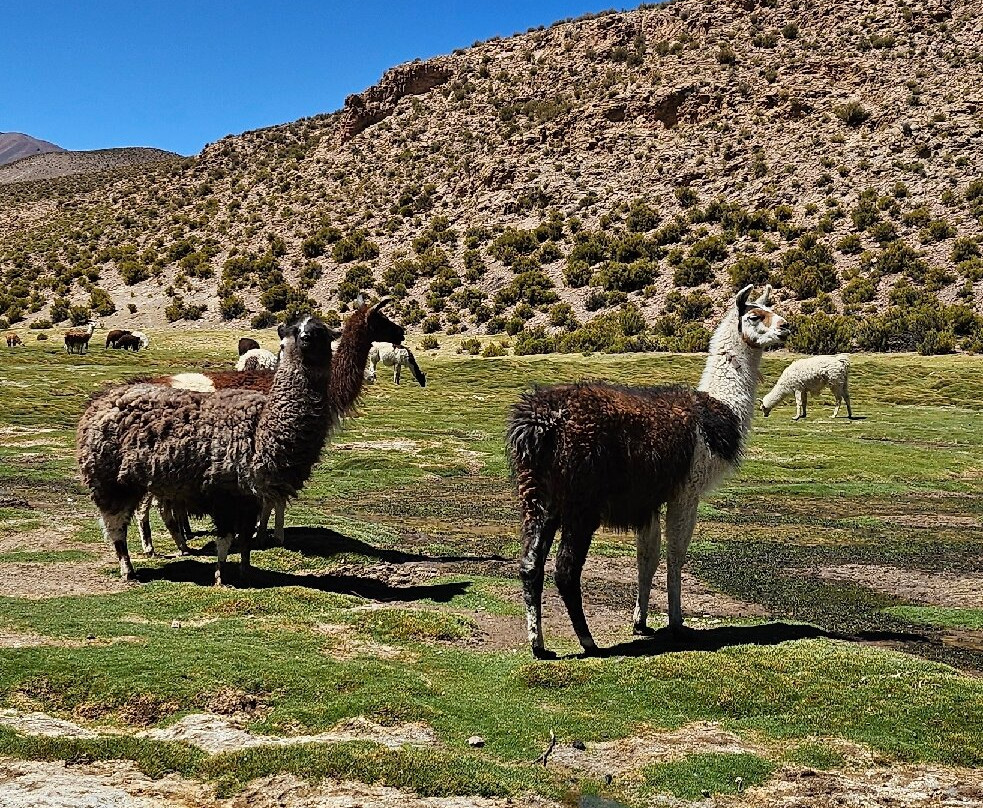 World White Travel-圣佩德罗-德阿塔卡马必去景点