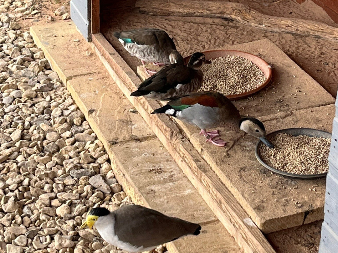 WWT Slimbridge Wetland Centre-Slimbridge必去景点