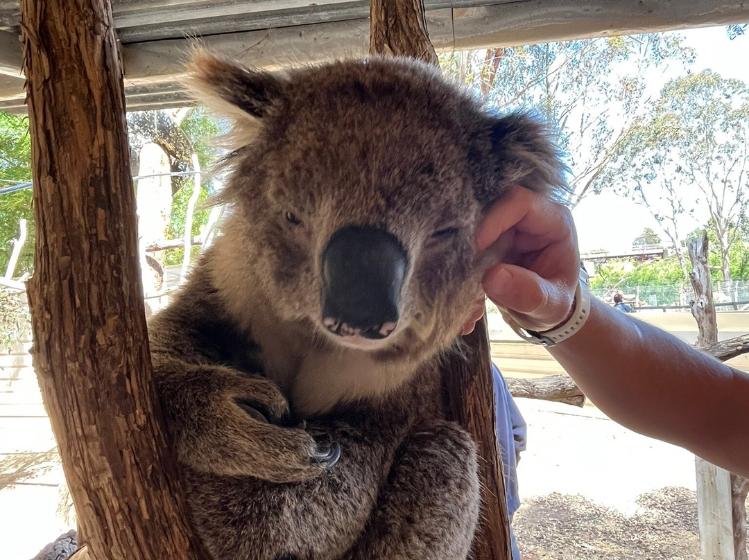 Warrnambool Wildlife Encounters-瓦南布尔必去景点