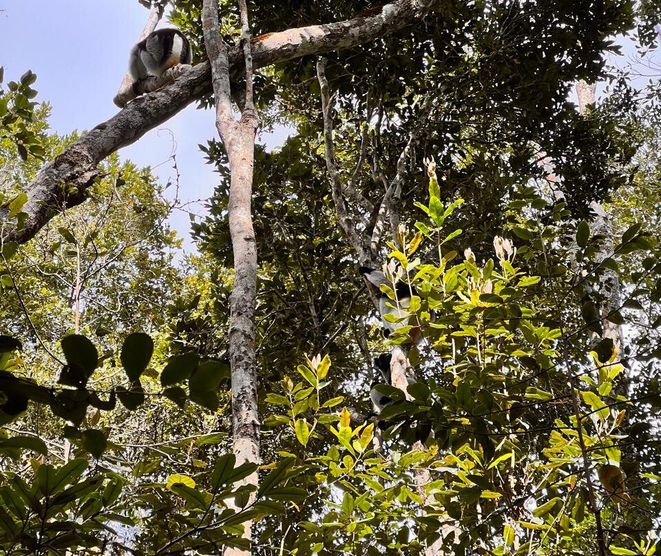 Analamazaotra Special Reserve-昂达西贝必去景点