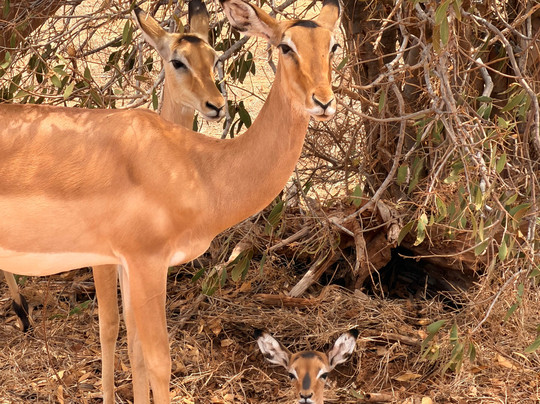Safari in Kenya con Pantani-瓦塔木必去景点