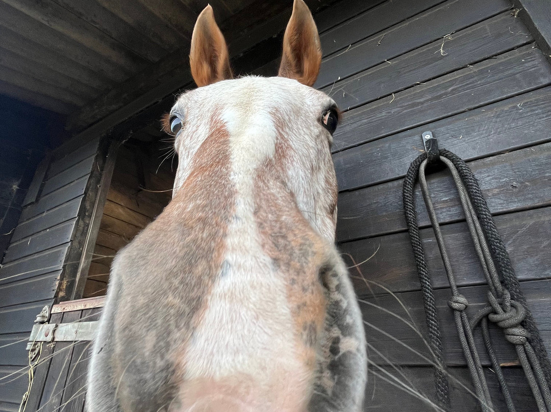 Dart Polo Academy-Gainsborough必去景点