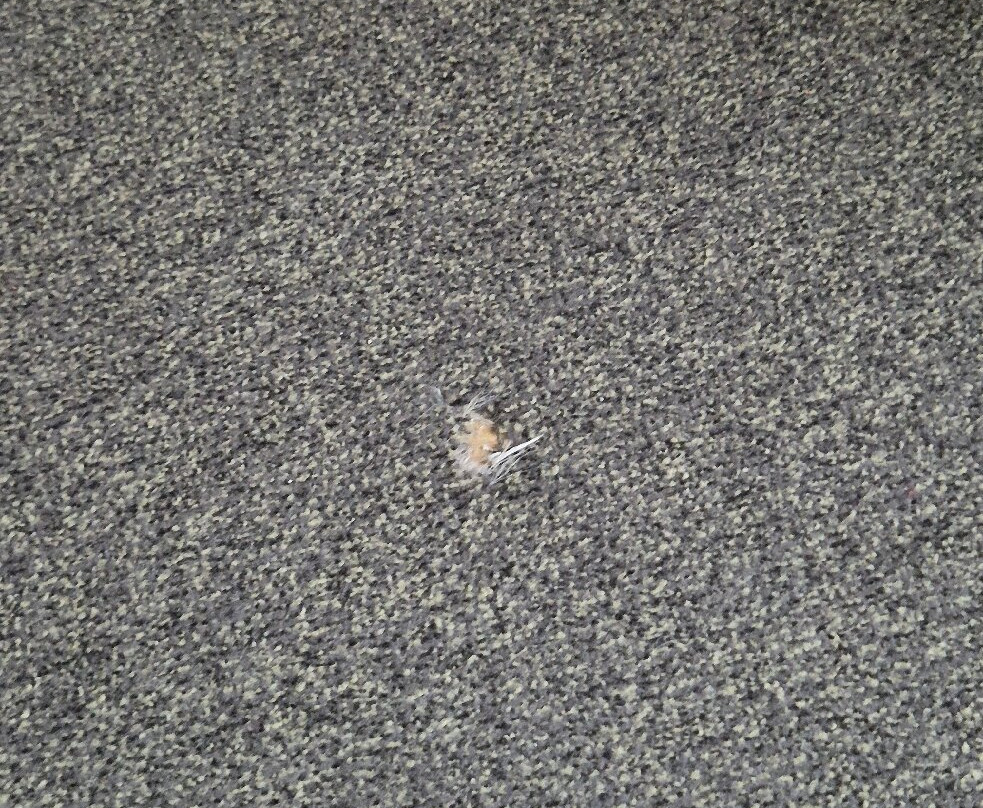 威廉明娜酒店主图