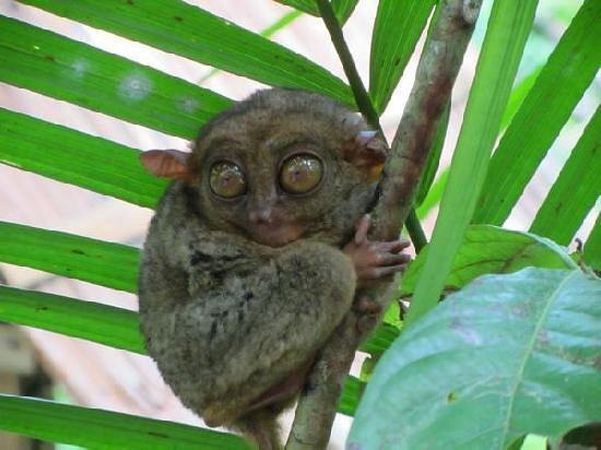 菲律宾眼镜猴及野生动物保护区-Corella必去景点