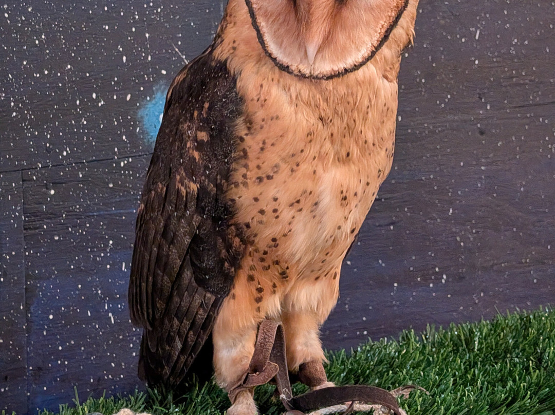 Raptor Refuge-Kettering必去景点