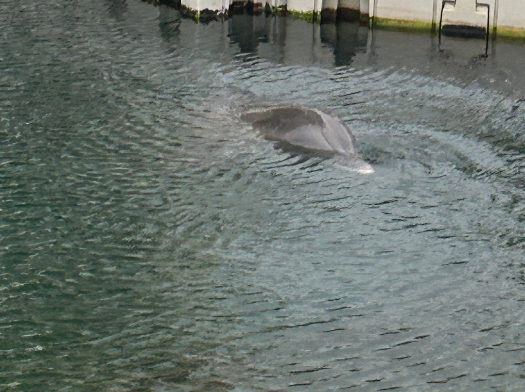 寻访海豚-瓦胡岛必去景点