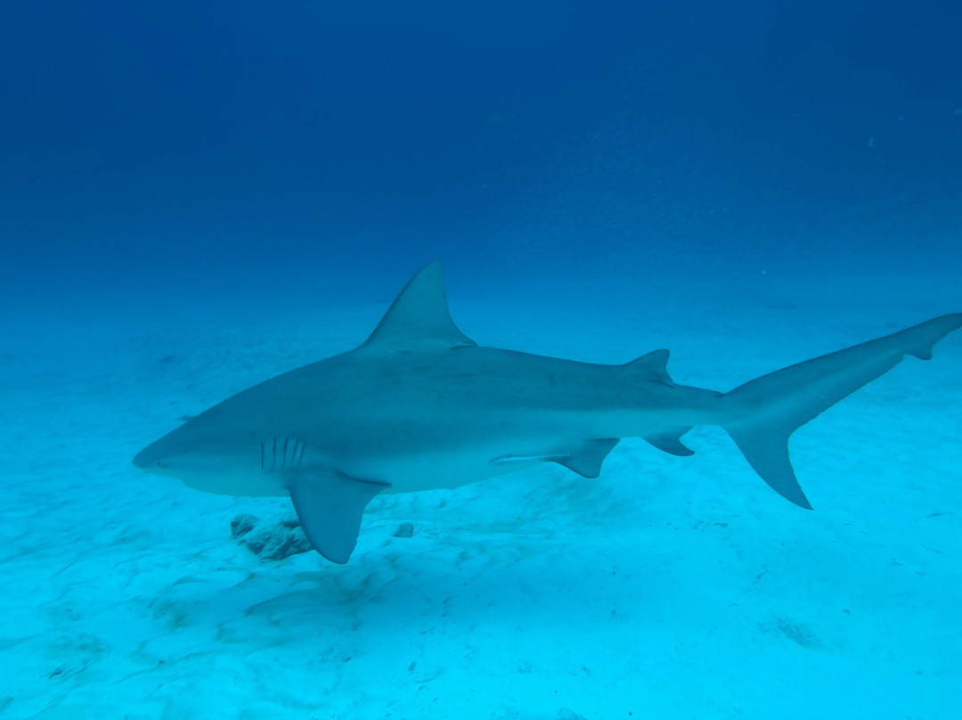 The Reef Marina-普拉亚德尔卡曼必去景点