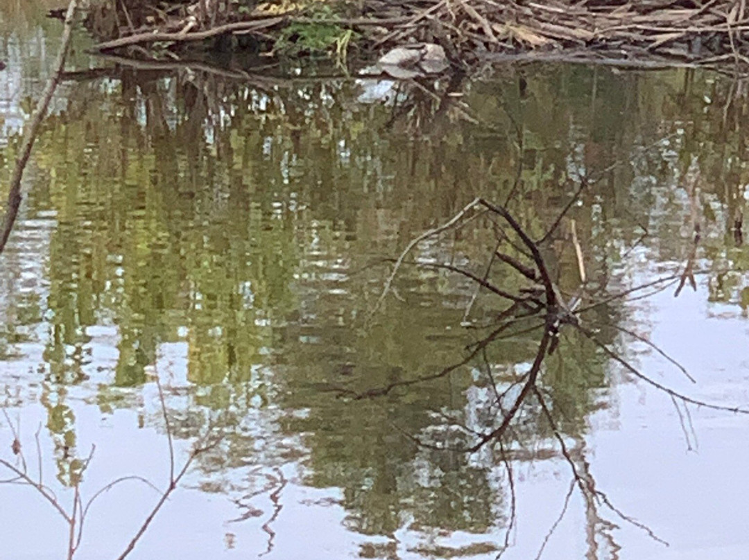 Blue Elbow Swamp-奥兰治必去景点