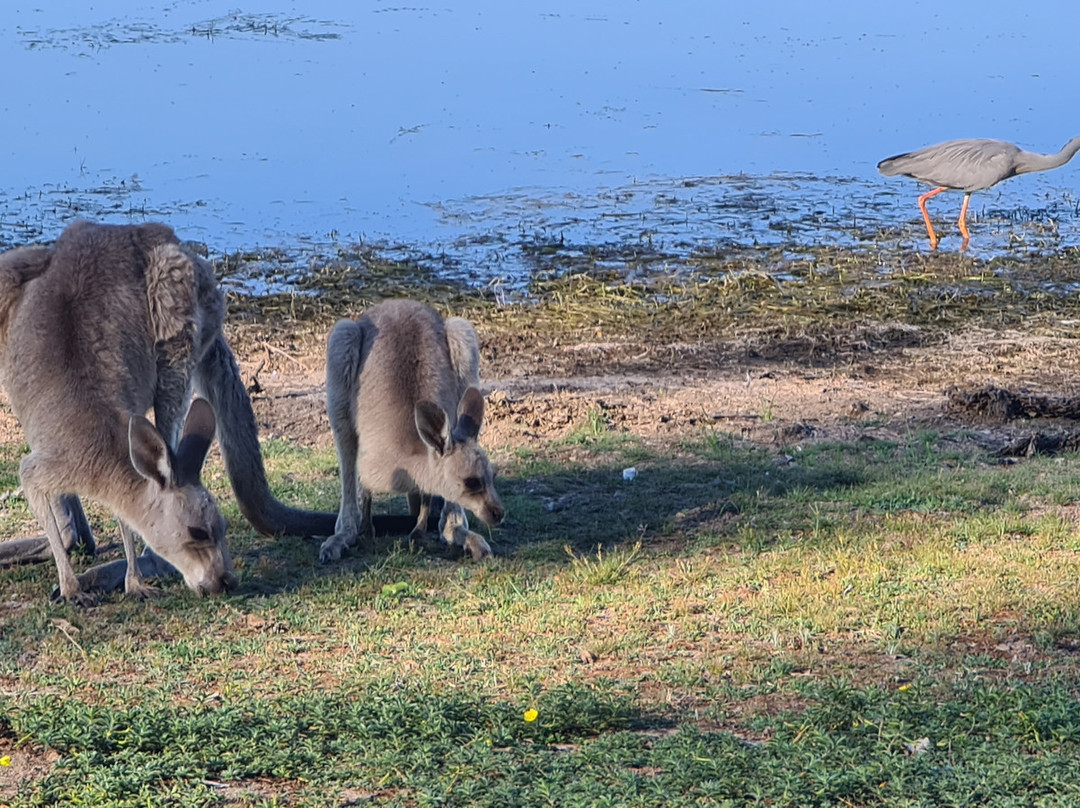 威文霍水库-布里斯班必去景点