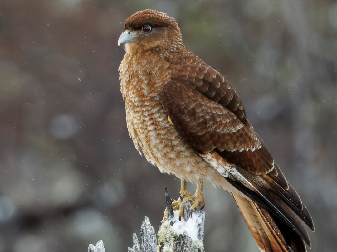 Neotropical Nature & Birding Trips-基多必去景点