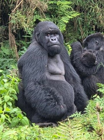 Hills in the Mist Tours-吉佳利必去景点