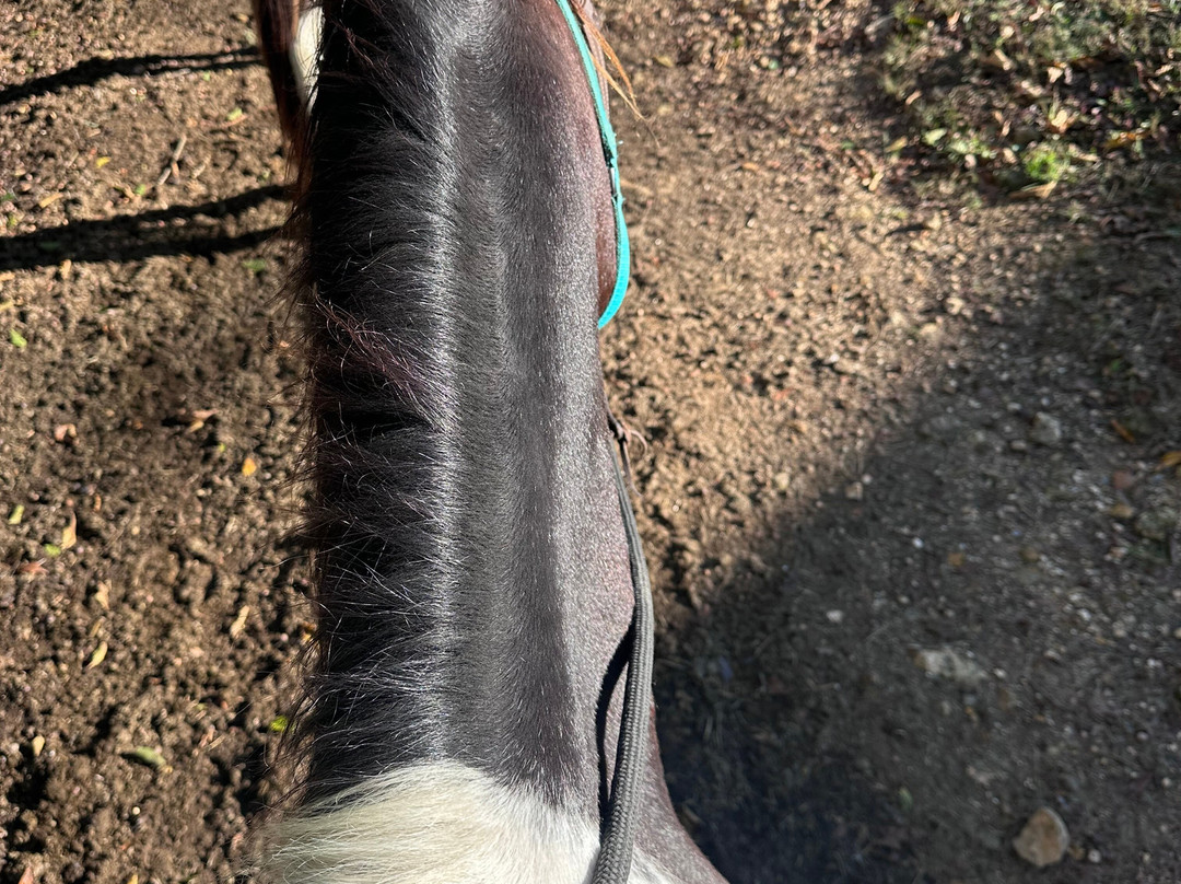 Natchez Trace Stables-Primm Springs必去景点