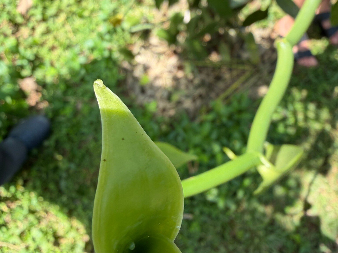 National Spice Garden of Sri Lanka-Matale必去景点