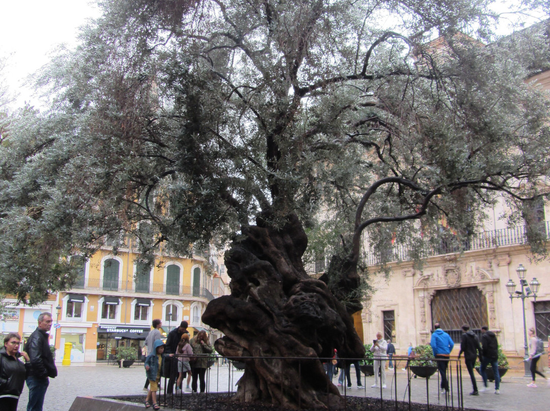 Plaça de Cort-马洛卡帕尔马必去景点