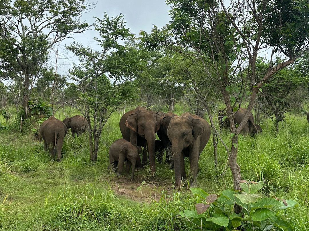 Amazing Travels & Tours Sri Lanka-科奇克德必去景点