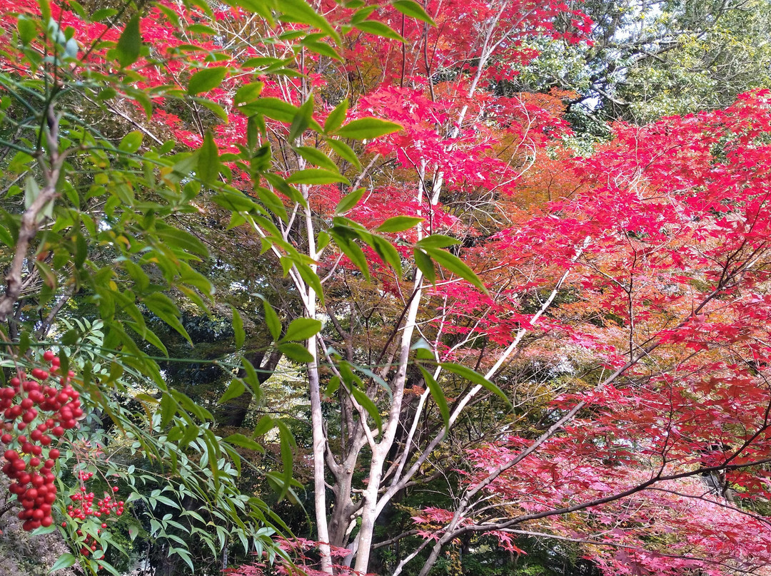 Nagaoka Tenmangu-长冈京市必去景点