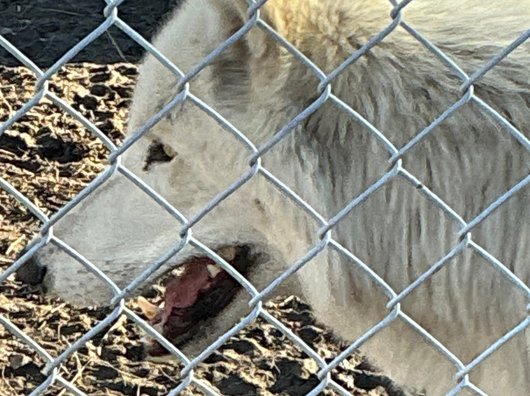 Big Bear Alpine Zoo at Moonridge-大熊湖必去景点