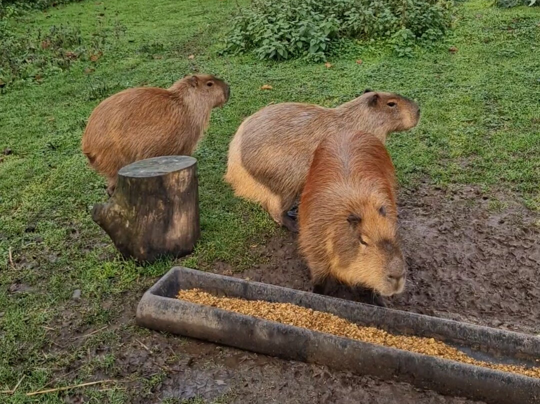 Hoo Zoo And Dinosaur World-特尔福德必去景点
