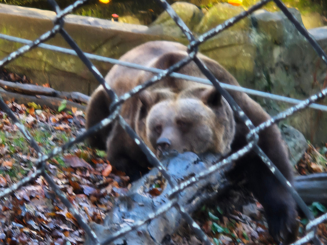 Welsh Mountain Zoo-科尔温湾必去景点