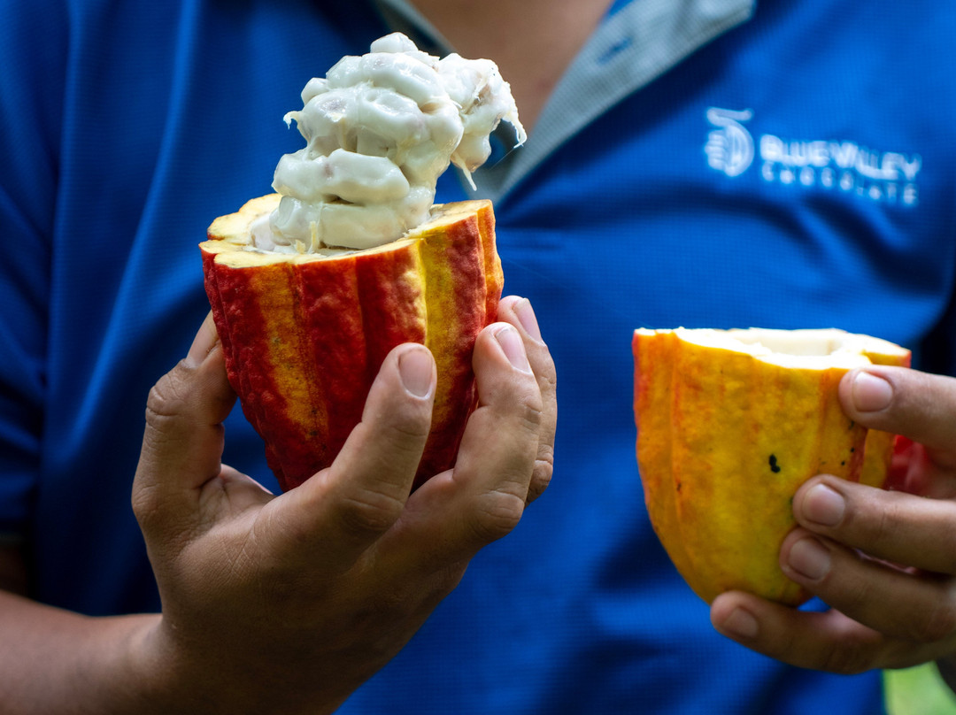 Maleku Chocolate-Upala必去景点