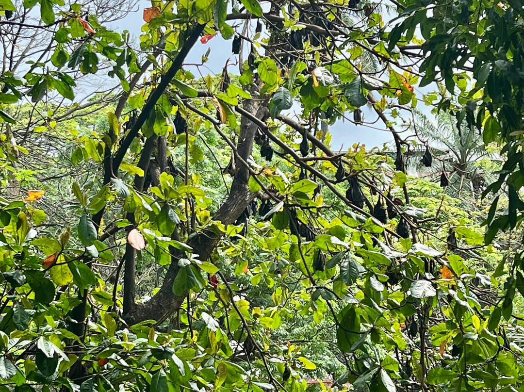 Tunduru Botanical Gardens-马布多必去景点