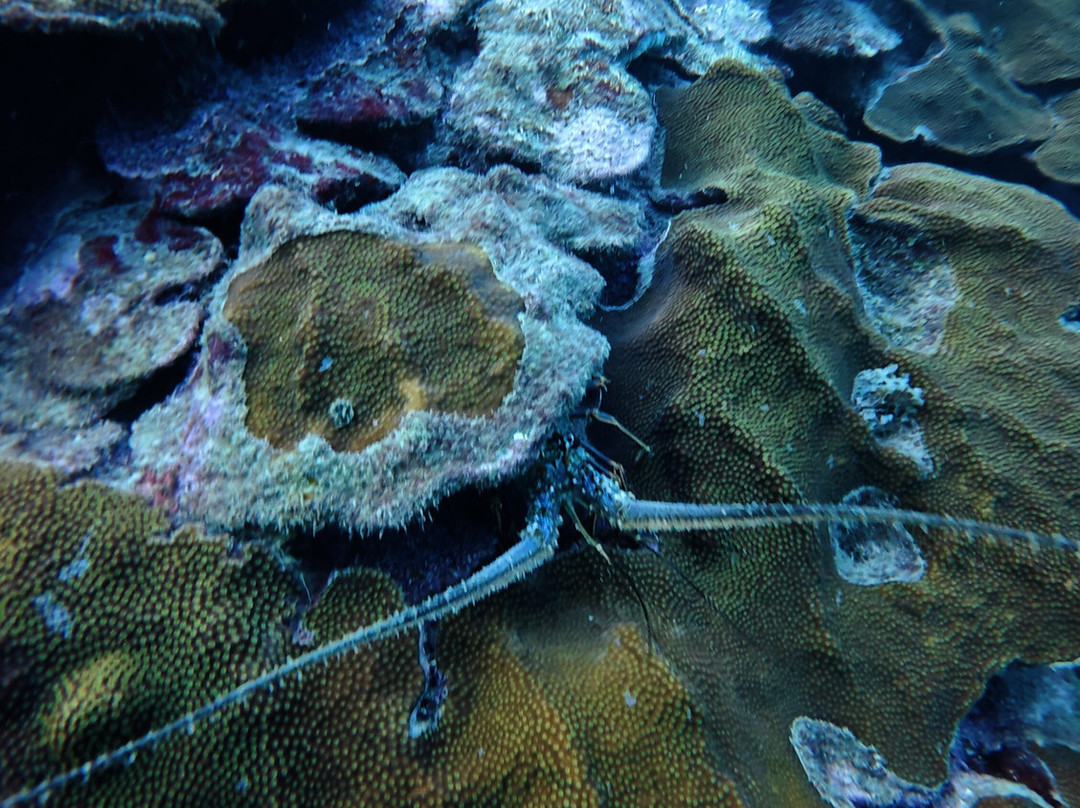 Nautilus Isla Fuerte-Isla Fuerte必去景点
