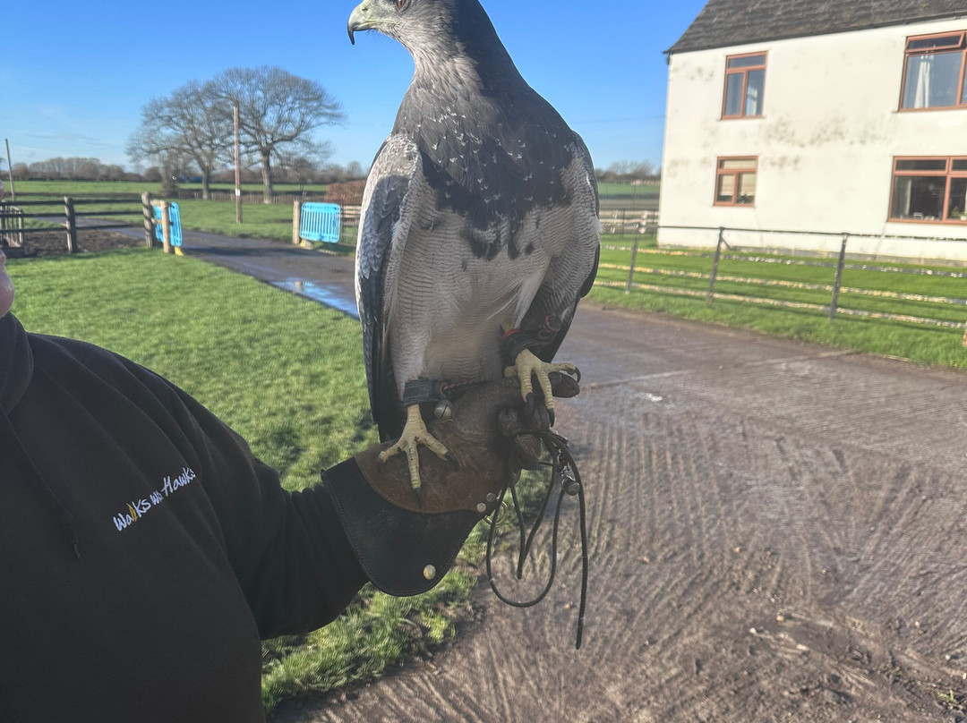 Walks With Hawks-切尔滕纳姆必去景点