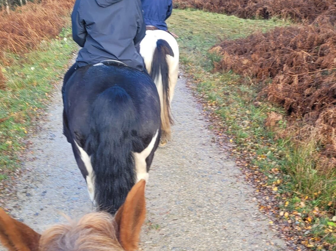 Boltby Pony Trekking-瑟斯克必去景点