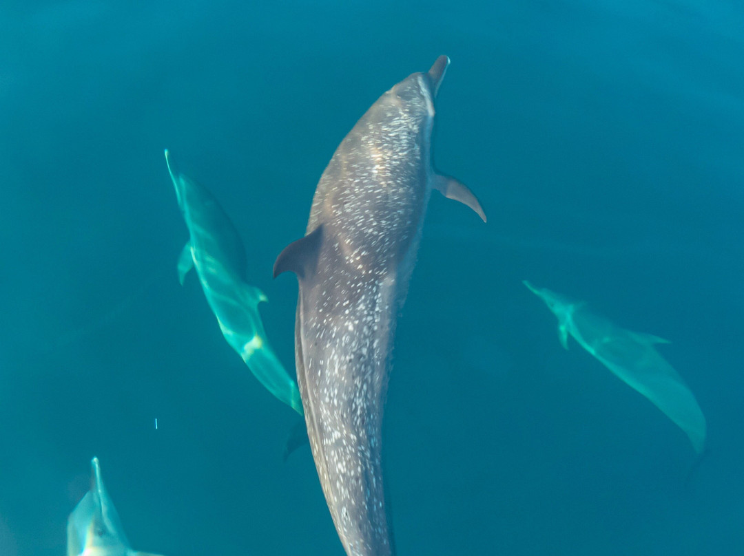 Vamos o que? Tours, Pacific