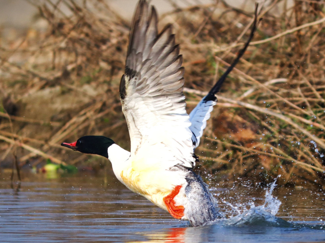 The Chitwan Tiger Guide Service And Mini Library-苏拉哈必去景点