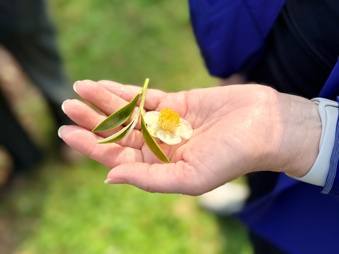 Mauna Kea Tea-霍诺卡阿必去景点